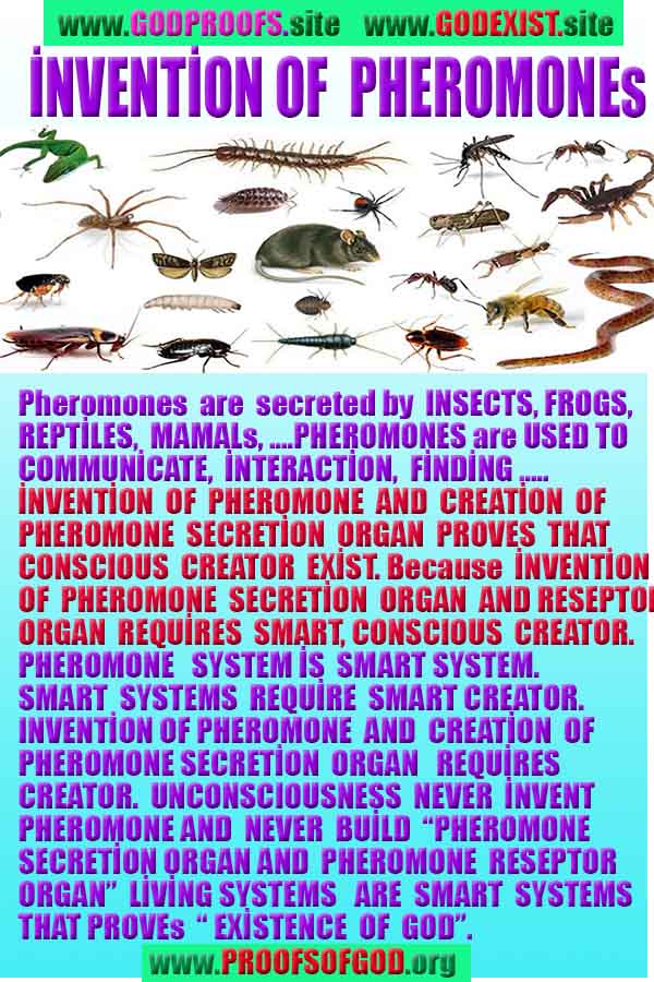 evidences of God, proofs of God, proof of God, signs of God, God is real proofs, God exists proofs, god's proofs